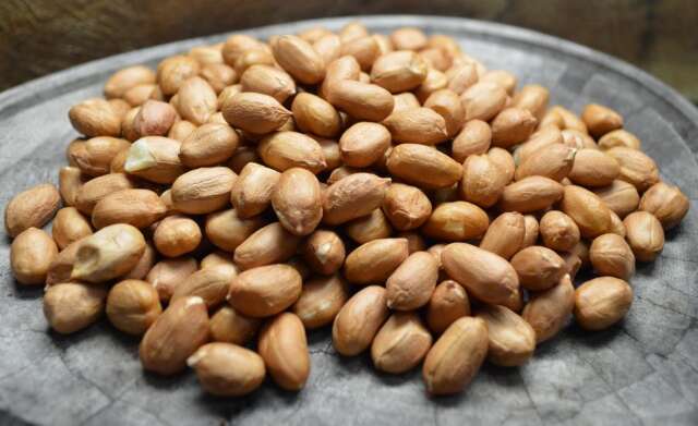 Guia da Embrapa refor&ccedil;a potencial do amendoim em Mato Grosso do Sul