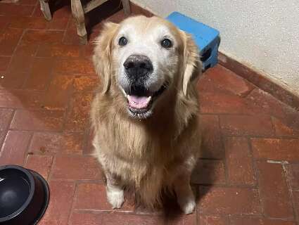 Falso delegado que amea&ccedil;ou "meter bala" em c&atilde;o &eacute; servidor federal