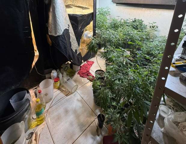Casa vira laborat&oacute;rio de maconha e homem &eacute; preso com 121 p&eacute;s da droga