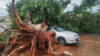 Chuva derruba &aacute;rvore, destr&oacute;i carro e deixa rua sem energia no Universit&aacute;rio