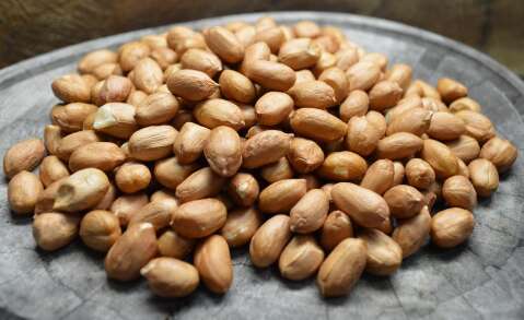 Guia da Embrapa refor&ccedil;a potencial do amendoim em Mato Grosso do Sul