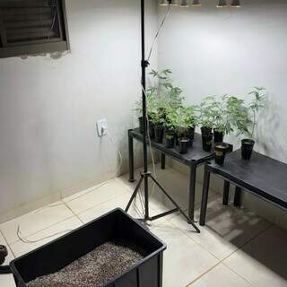 Casa vira laborat&oacute;rio de maconha e homem &eacute; preso com 121 p&eacute;s da droga