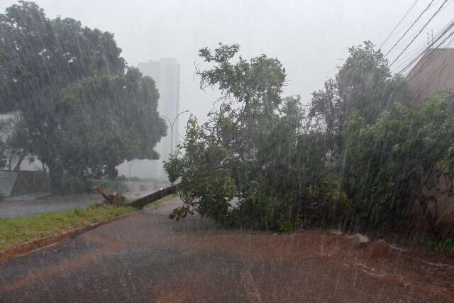 &Aacute;rvore cai, bloqueia avenida e agrava alagamento durante temporal na Capital