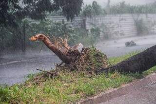 Árvore cai, bloqueia avenida e agrava alagamento durante temporal na Capital Árvore cai, bloqueia avenida e agrava alagamento durante temporal na Capital