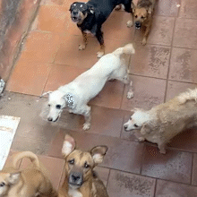 Vizinhos denunciam abandono de c&atilde;es e gatos e encontram animais mortos em im&oacute;vel