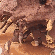 Chuva derruba &aacute;rvore, destr&oacute;i carro e deixa rua sem energia no Universit&aacute;rio