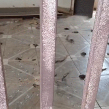 Vizinhos denunciam maus-tratos a um c&atilde;o mantido em im&oacute;vel &agrave; venda