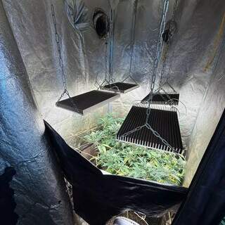 Casa vira laborat&oacute;rio de maconha e homem &eacute; preso com 121 p&eacute;s da droga
