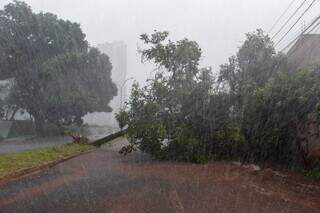 Árvore cai, bloqueia avenida e agrava alagamento durante temporal na Capital Árvore cai, bloqueia avenida e agrava alagamento durante temporal na Capital