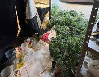 Casa vira laborat&oacute;rio de maconha e homem &eacute; preso com 121 p&eacute;s da droga