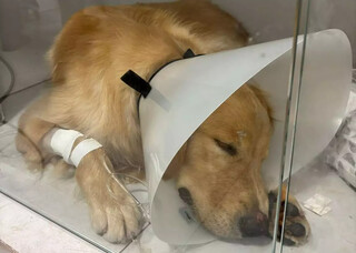 Bento foi adotado e desesperou nova fam&iacute;lia com crise de epilepsia 