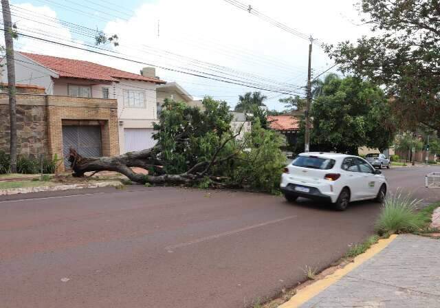 &Aacute;rvore cai e bloqueia parte da Rua Ant&ocirc;nio Maria Coelho