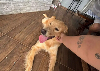 Bento foi adotado e desesperou nova fam&iacute;lia com crise de epilepsia 