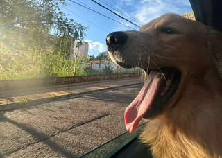 Bento foi adotado e desesperou nova fam&iacute;lia com crise de epilepsia 