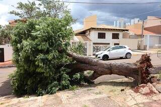 Árvore cai e bloqueia parte da Rua Antônio Maria Coelho Árvore cai e bloqueia parte da Rua Antônio Maria Coelho