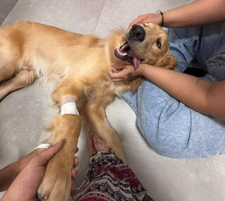 Bento foi adotado e desesperou nova fam&iacute;lia com crise de epilepsia 