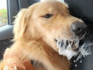 Bento foi adotado e desesperou nova fam&iacute;lia com crise de epilepsia 