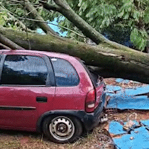 &Aacute;rvore cai dentro de escola infantil, derruba muro e destr&oacute;i carro 