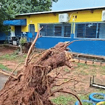 &Aacute;rvore cai dentro de escola infantil, derruba muro e destr&oacute;i carro 