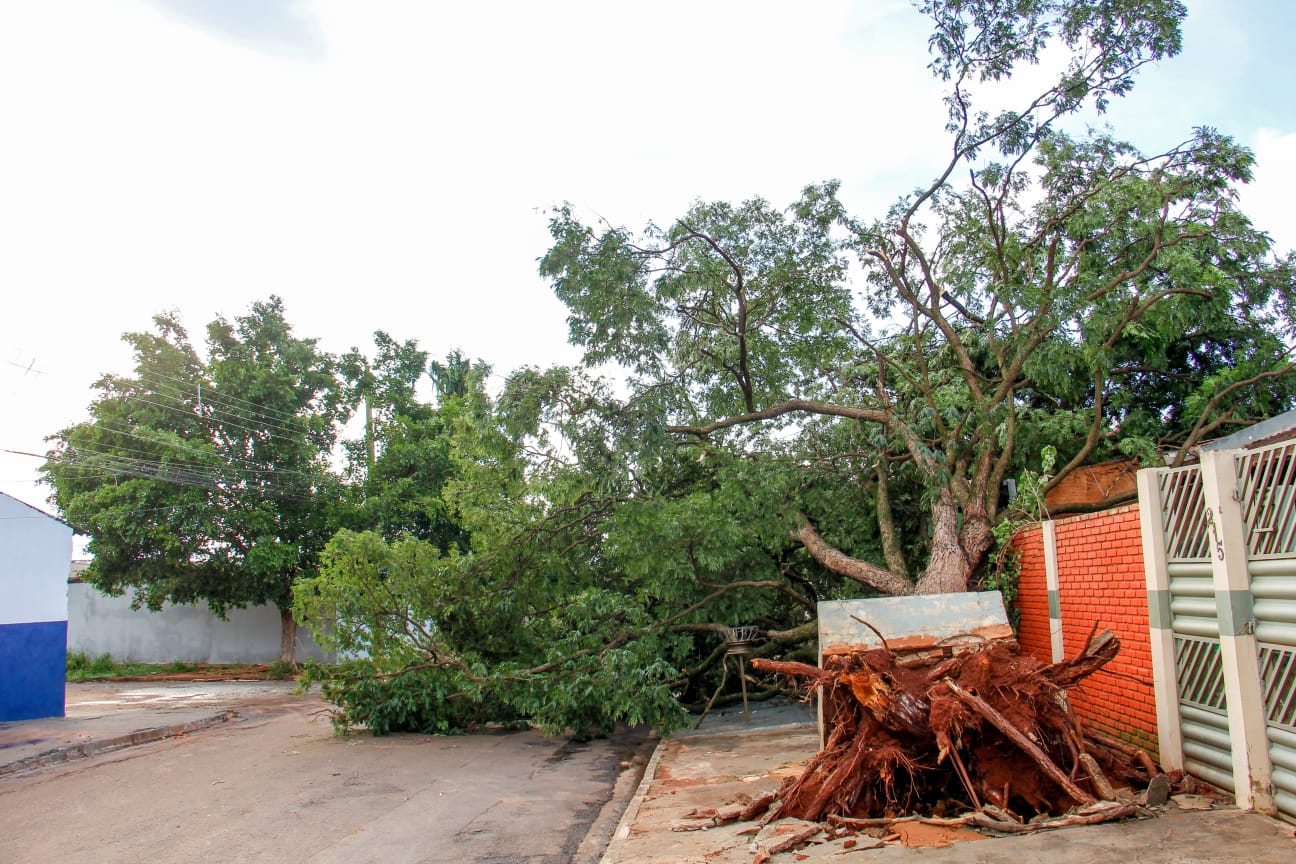 Árvore de grande porte cai pela raiz e atinge casa no Coophavila II