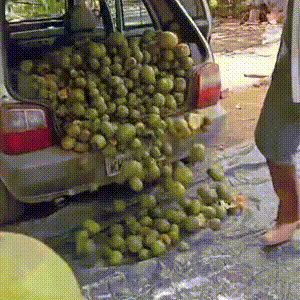 Fam&iacute;lia enche Uno com pequi e garante estoque para o ano todo