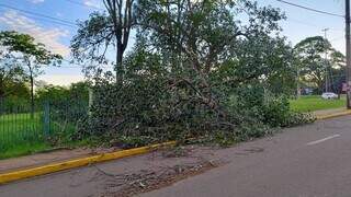 Queda de árvore bloqueia pista para ônibus e muda fluxo na Rui Barbosa Queda de árvore bloqueia pista para ônibus e muda fluxo na Rui Barbosa