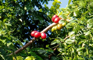 Com seriguela no pé, moradores param, colhem e mudam a rotina nos bairros Com seriguela no pé, moradores param, colhem e mudam a rotina nos bairros