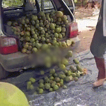 Fam&iacute;lia enche Uno com pequi e garante estoque para o ano todo