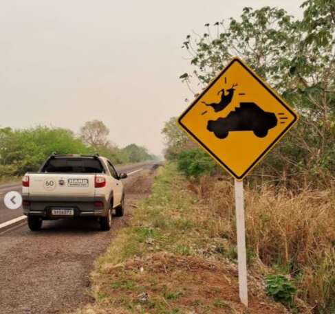 Estudo in&eacute;dito aponta que placas de travessia de fauna pouco reduzem acidentes
