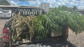 Idoso extrapola autoriza&ccedil;&atilde;o judicial e &eacute; preso com estufa de maconha
