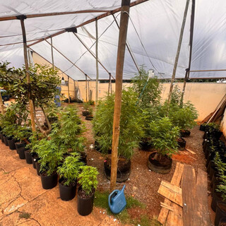 Idoso extrapola autoriza&ccedil;&atilde;o judicial e &eacute; preso com estufa de maconha