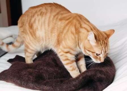 Quando gato "amassa p&atilde;ozinho" &eacute; carinho ou pedido de socorro?