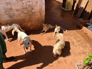 Prefeitura "herda" casa com c&atilde;es e gatos e tem 18 animais para ado&ccedil;&atilde;o