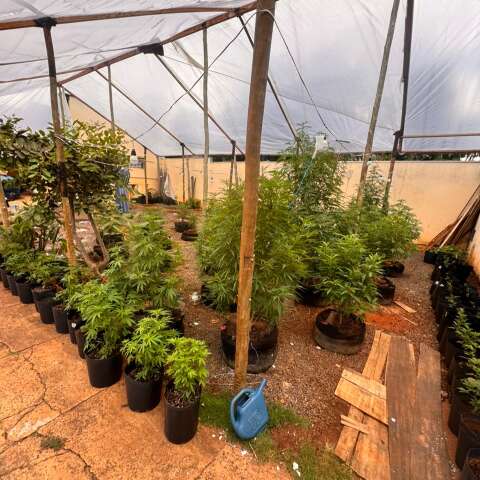 Idoso extrapola autoriza&ccedil;&atilde;o judicial e &eacute; preso com estufa de maconha