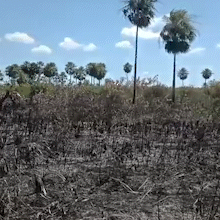 Bombeiros controlam inc&ecirc;ndio que queimou 4 km em fazenda no Pantanal