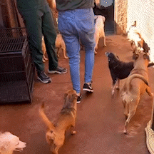 Prefeitura "herda" casa com c&atilde;es e gatos e tem 18 animais para ado&ccedil;&atilde;o