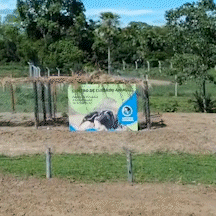 Centro veterin&aacute;rio emergencial no Pantanal deve iniciar atividades em fevereiro