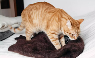 Quando gato "amassa pãozinho" é carinho ou pedido de socorro? Quando gato "amassa pãozinho" é carinho ou pedido de socorro?