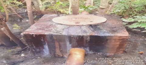 Por dano ambiental, concession&aacute;ria doar&aacute; mudas e pagar&aacute; R$ 7,9 mil para entidade