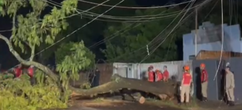 Queda de &aacute;rvore de grande porte puxa fia&ccedil;&atilde;o e interdita rua