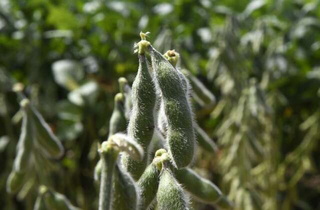 Cultivo de soja deve ser informado at&eacute; hoje para evitar multa de R$ 5,9 mil