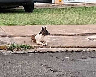 "Amigão" aparece em galeria no Amambai e funcionários procuram dono "Amigão" aparece em galeria no Amambai e funcionários procuram dono