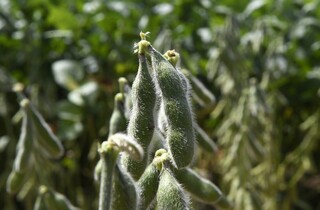 Cultivo de soja deve ser informado at&eacute; hoje para evitar multa de R$ 5,9 mil