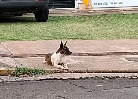 "Amig&atilde;o" aparece em galeria no Amambai e funcion&aacute;rios procuram dono