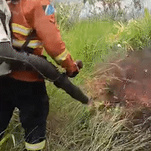Inc&ecirc;ndios no Pantanal queimam 10 hectares de vegeta&ccedil;&atilde;o em 24 horas