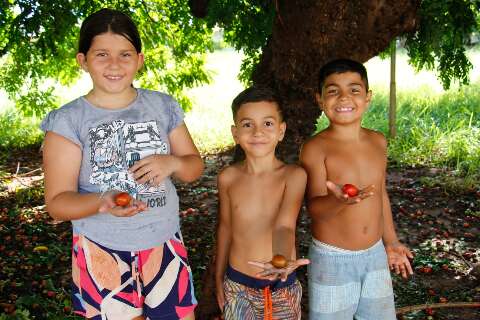 Com seriguela no p&eacute;, moradores param, colhem e mudam a rotina nos bairros