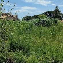 Terreno abandonado acumula lixo e gera inseguran&ccedil;a no bairro S&atilde;o Francisco
