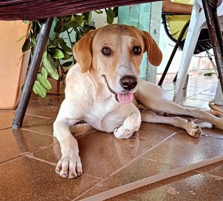 Caramelo fuj&atilde;o d&aacute; 'carreir&atilde;o' em fam&iacute;lia e resgate viraliza nas redes