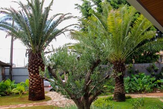 Com t&eacute;cnicas de paisagismo d&aacute; para cultivar frutas at&eacute; dentro de casa