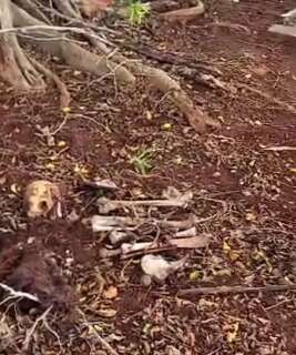 Ossada humana &eacute; encontrada pr&oacute;xima &agrave; oferenda religiosa em cemit&eacute;rio 